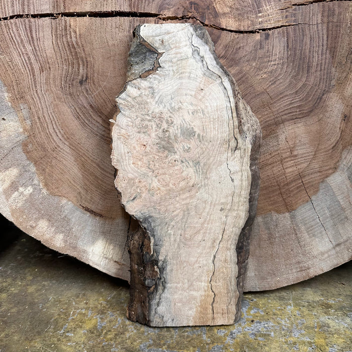 Double Diamond | LiveEdge Big Leaf Maple | Big Leaf Maple | Hamilton Lee Supply