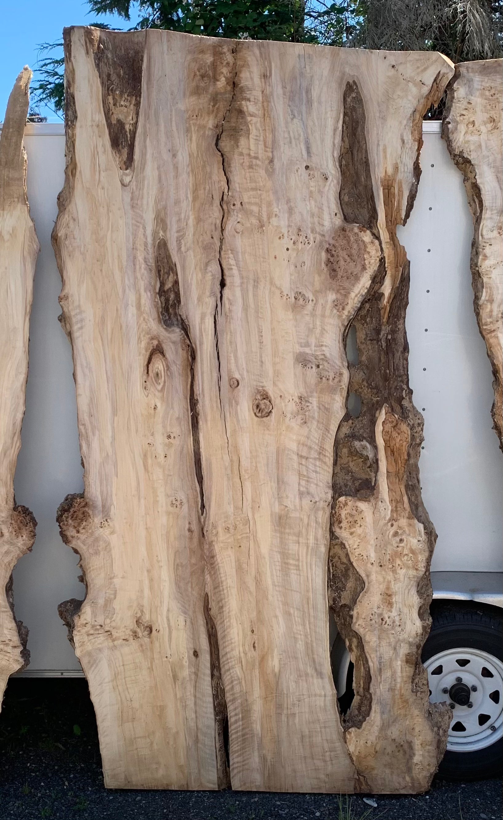 LiveEdge Mappa Burl | Mappa Burl | Hamilton Lee Supply