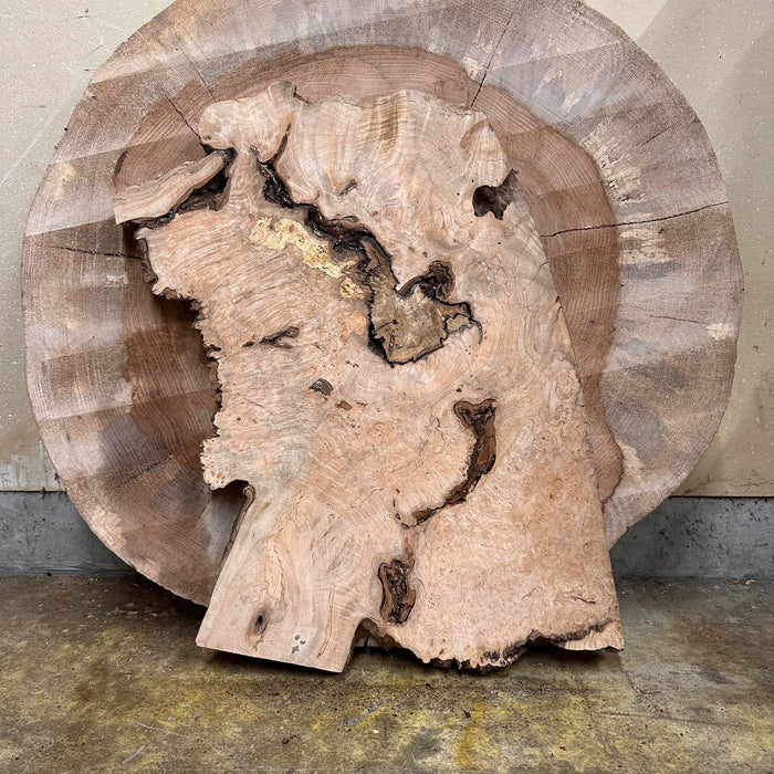 Double Diamond | LiveEdge Big Leaf Maple | Big Leaf Maple | Hamilton Lee Supply