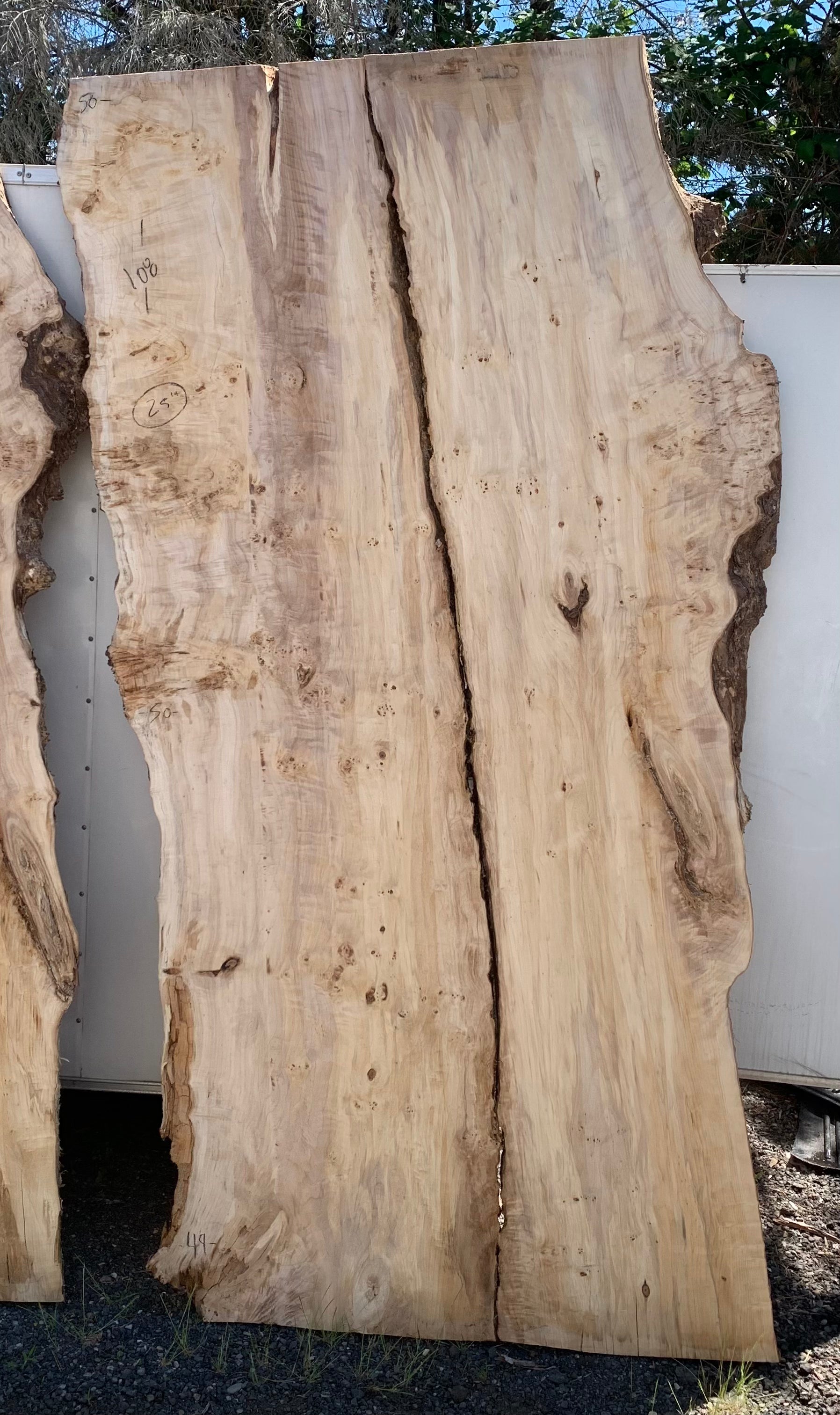 LiveEdge Mappa Burl | Mappa Burl | Hamilton Lee Supply