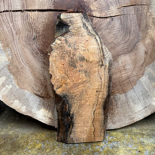 Double Diamond | LiveEdge Big Leaf Maple | Big Leaf Maple | Hamilton Lee Supply