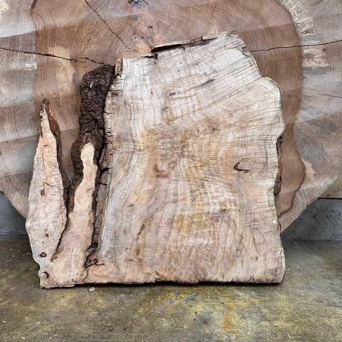 Double Diamond | LiveEdge Big Leaf Maple | Big Leaf Maple | Hamilton Lee Supply