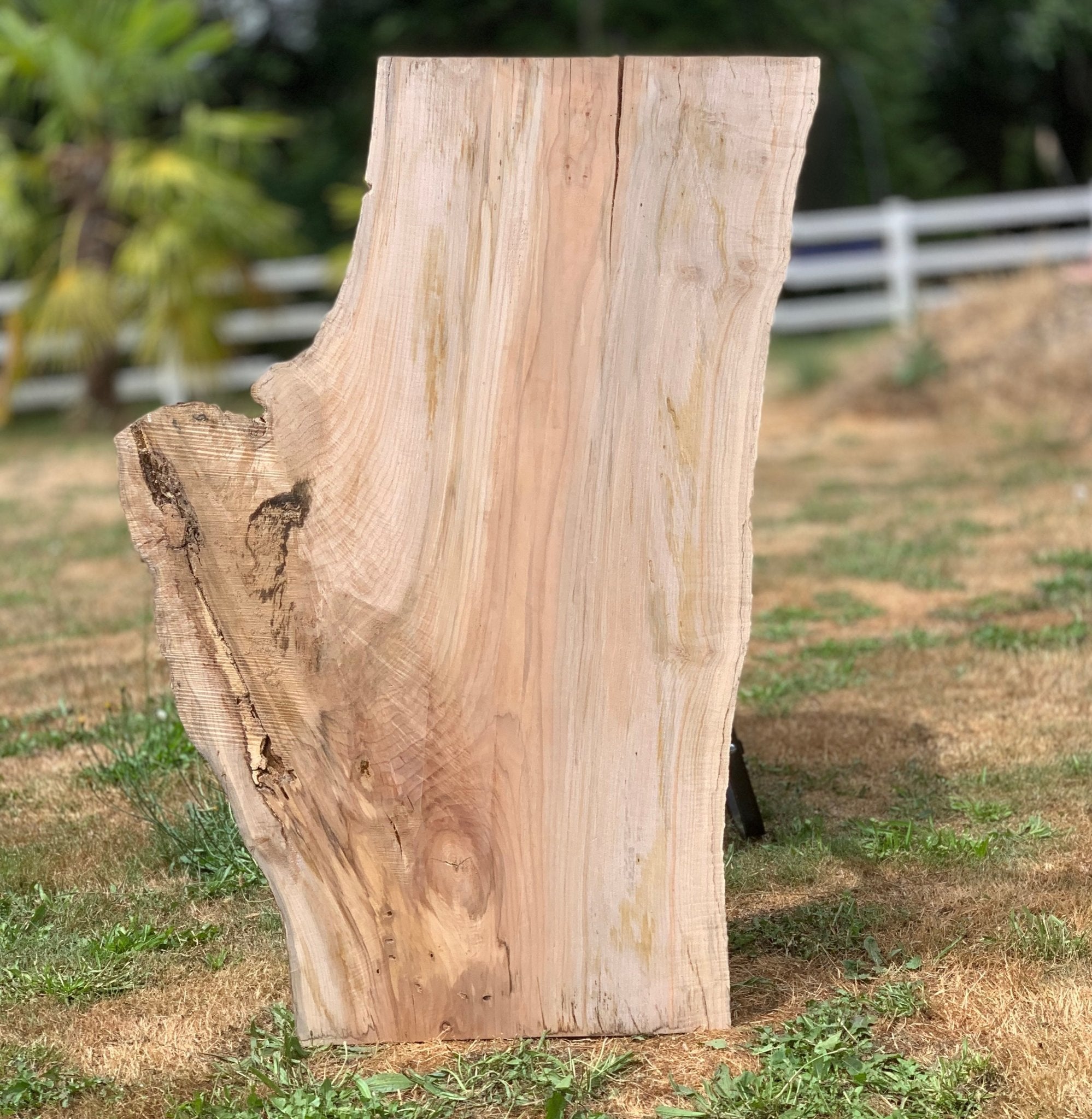 LiveEdge Big Leaf Maple | Big Leaf Maple | Hamilton Lee Supply