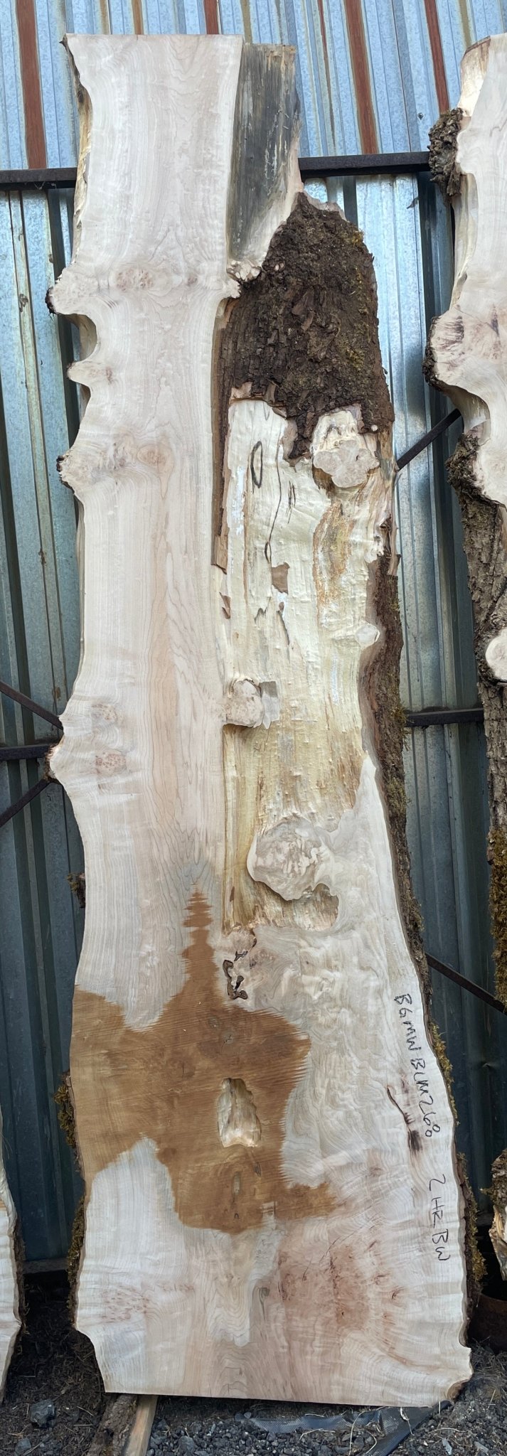 LiveEdge Big Leaf Maple | Big Leaf Maple | Hamilton Lee Supply