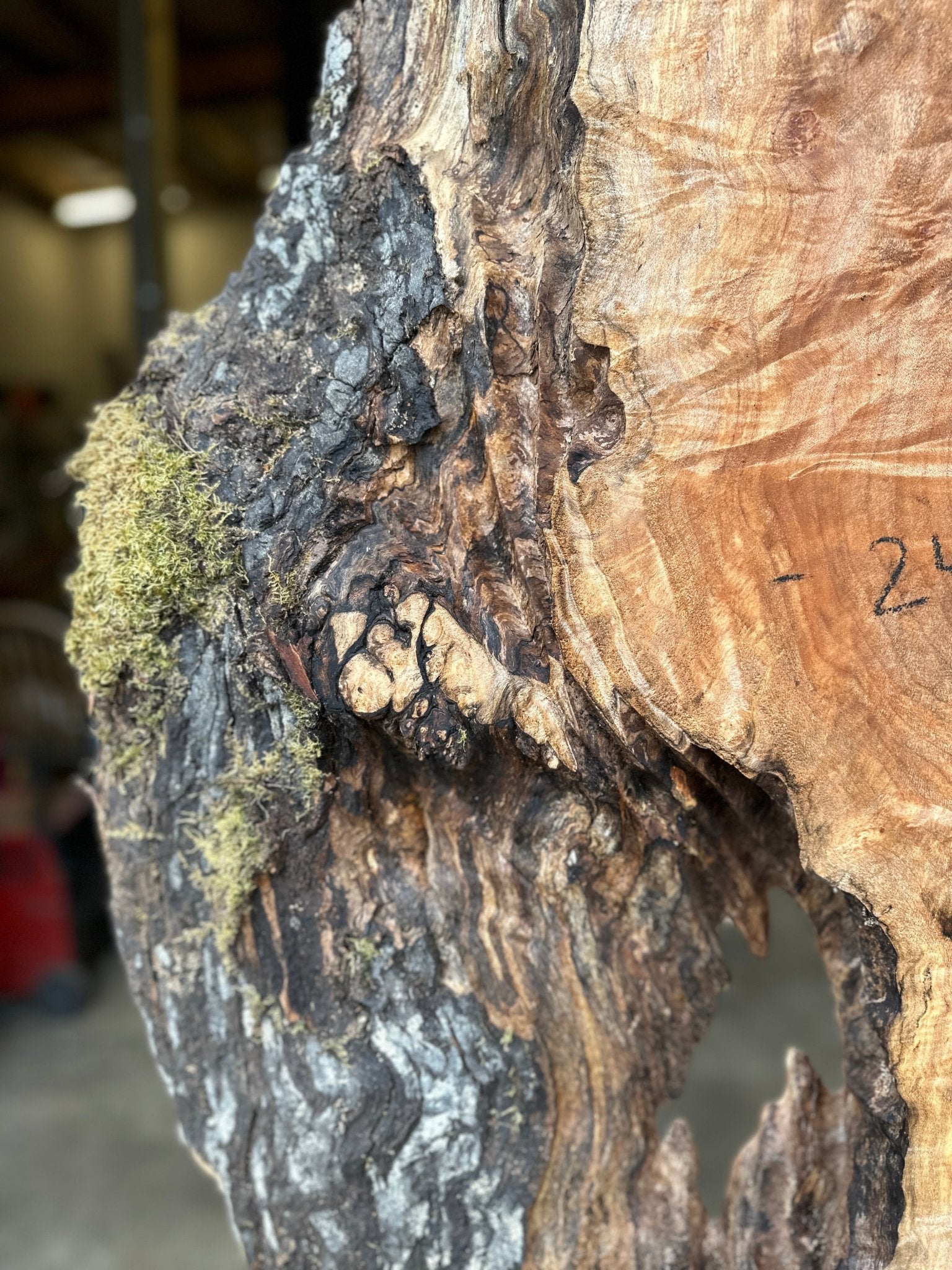 LiveEdge Big Leaf Maple | Big Leaf Maple | Hamilton Lee Supply