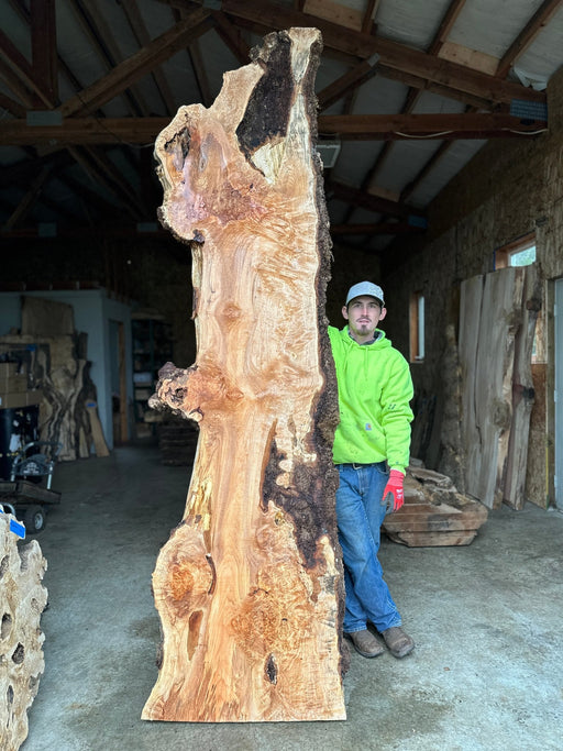 Double Diamond | LiveEdge Big Leaf Maple | Big Leaf Maple | Hamilton Lee Supply