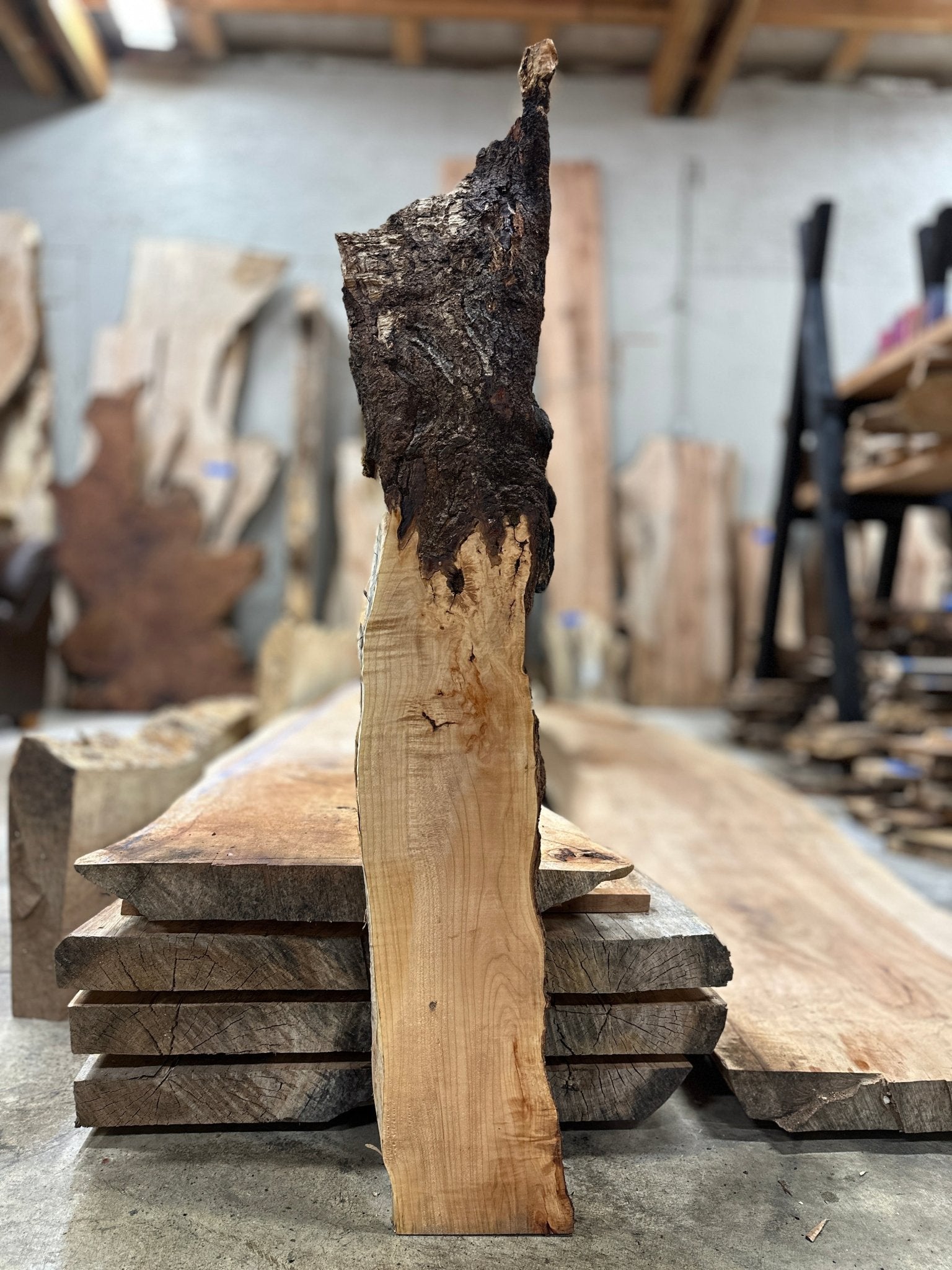 LiveEdge Big Leaf Maple | Big Leaf Maple | Hamilton Lee Supply