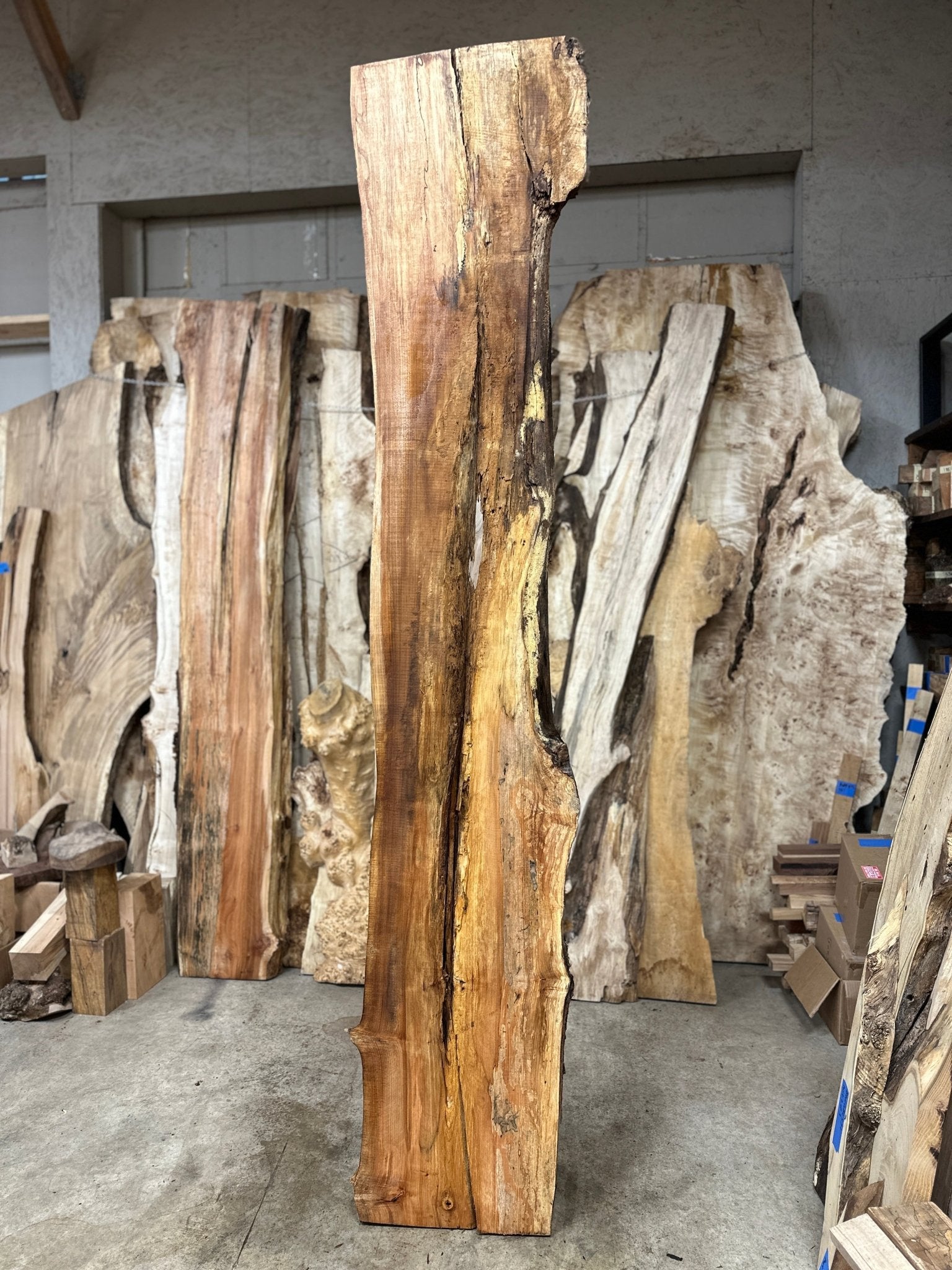 LiveEdge Big Leaf Maple | Big Leaf Maple | Hamilton Lee Supply