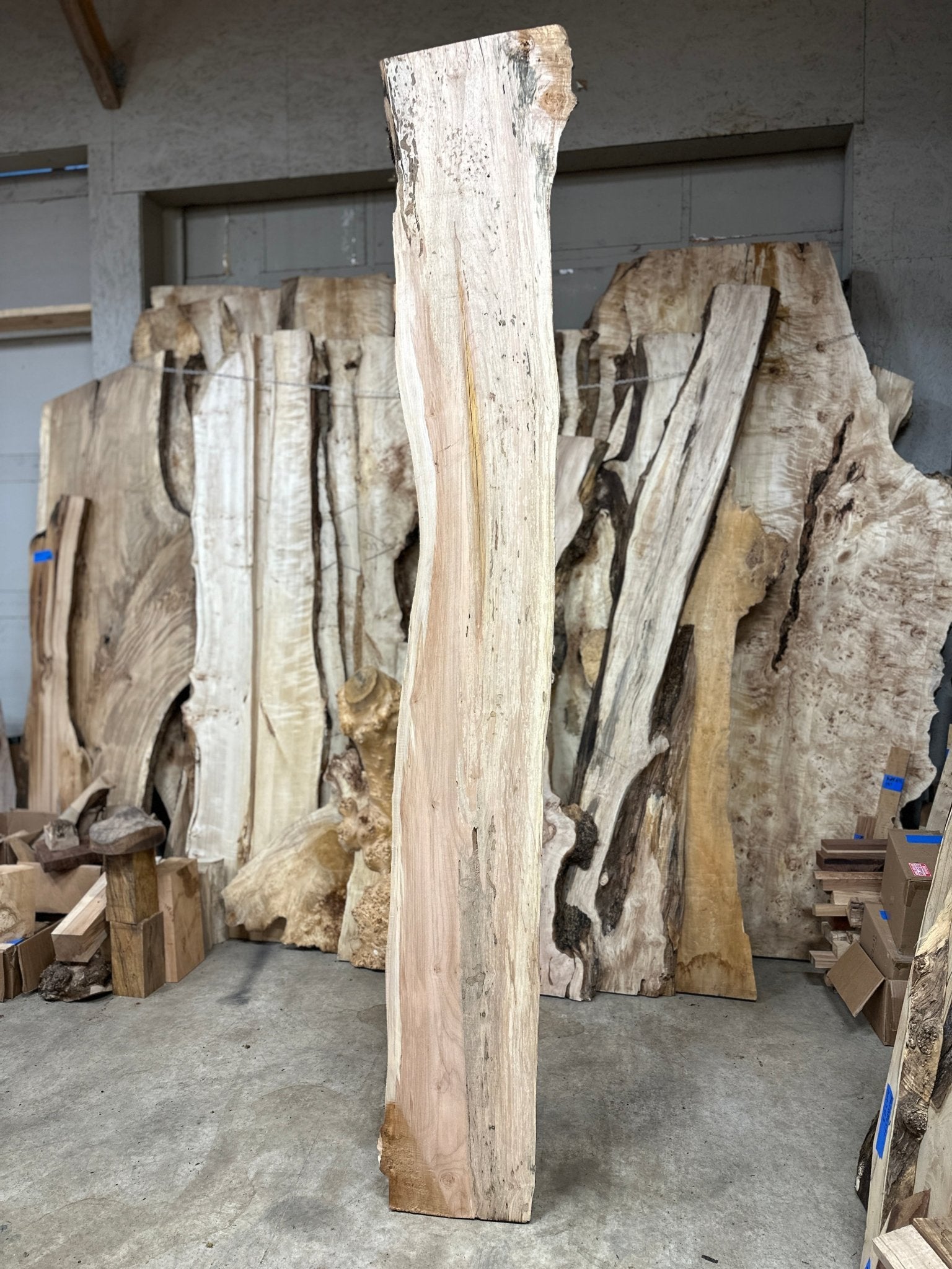 LiveEdge Big Leaf Maple | Big Leaf Maple | Hamilton Lee Supply
