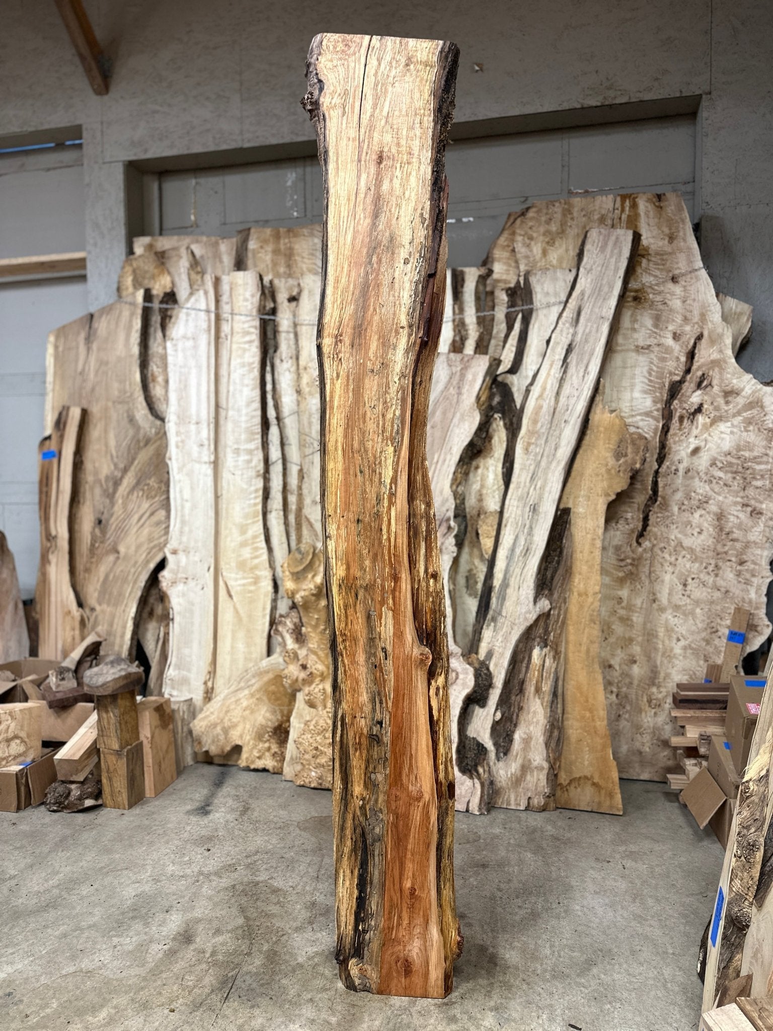 LiveEdge Big Leaf Maple | Big Leaf Maple | Hamilton Lee Supply