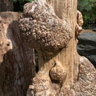 LiveEdge Big Leaf Maple Burl Cluster | Craft Wood & Shapes | Hamilton Lee Supply