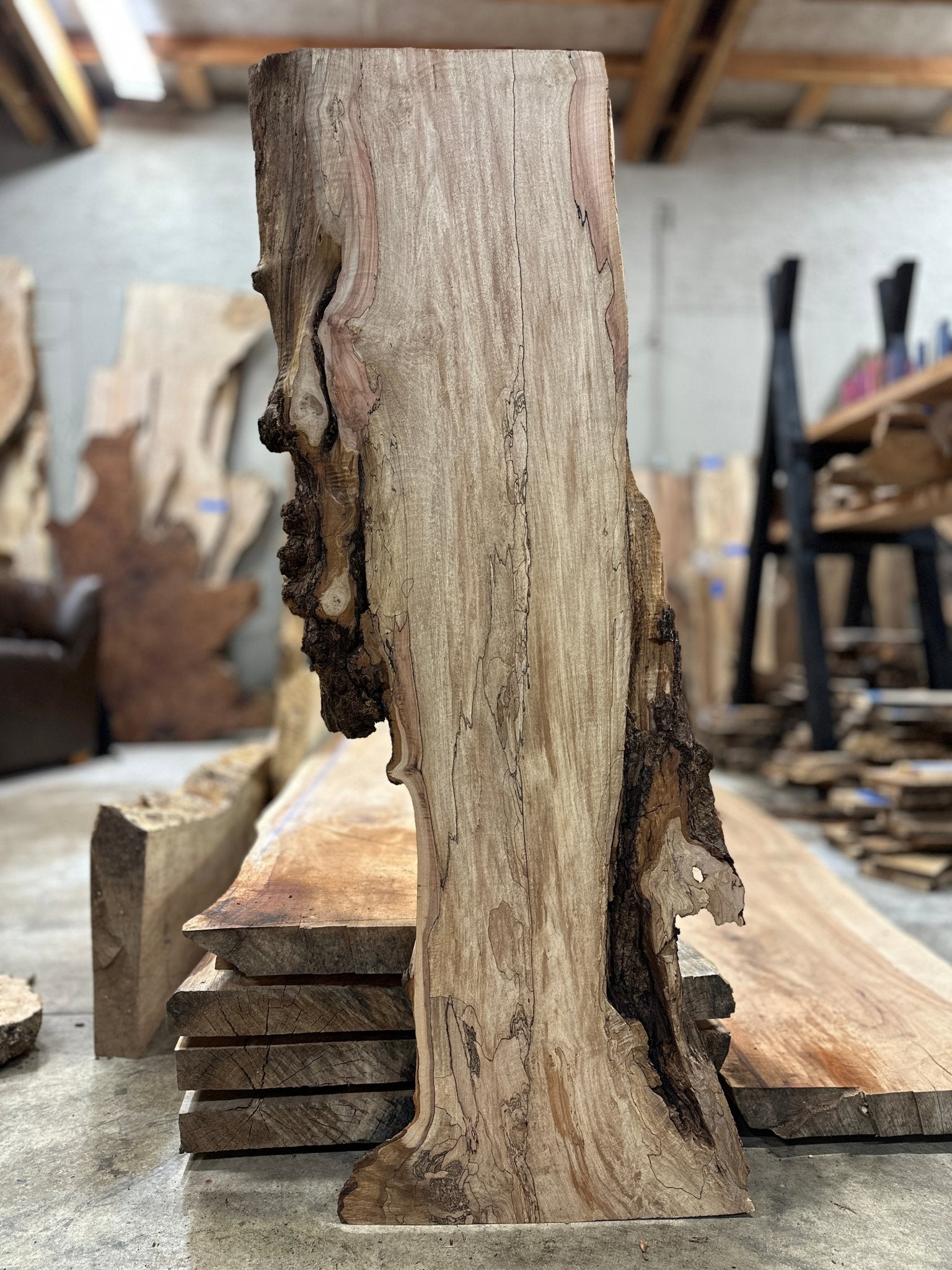 LiveEdge Big Leaf Maple Premium Spalt | Big Leaf Maple | Hamilton Lee Supply