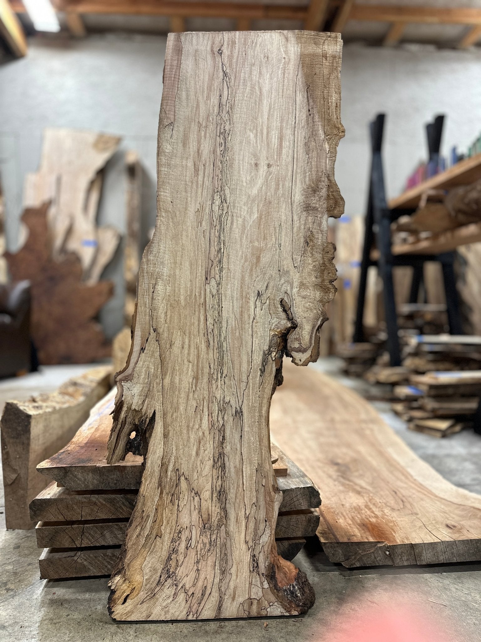 LiveEdge Big Leaf Maple Premium Spalt | Big Leaf Maple | Hamilton Lee Supply