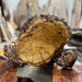 Crazy Grain | LiveEdge Black Locust | Black Locust | Hamilton Lee Supply