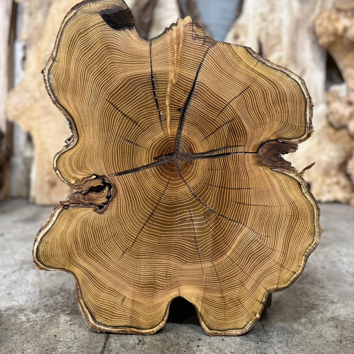 Double Diamond | LiveEdge Black Locust | Black Locust | BGDDBLCS.752 ...