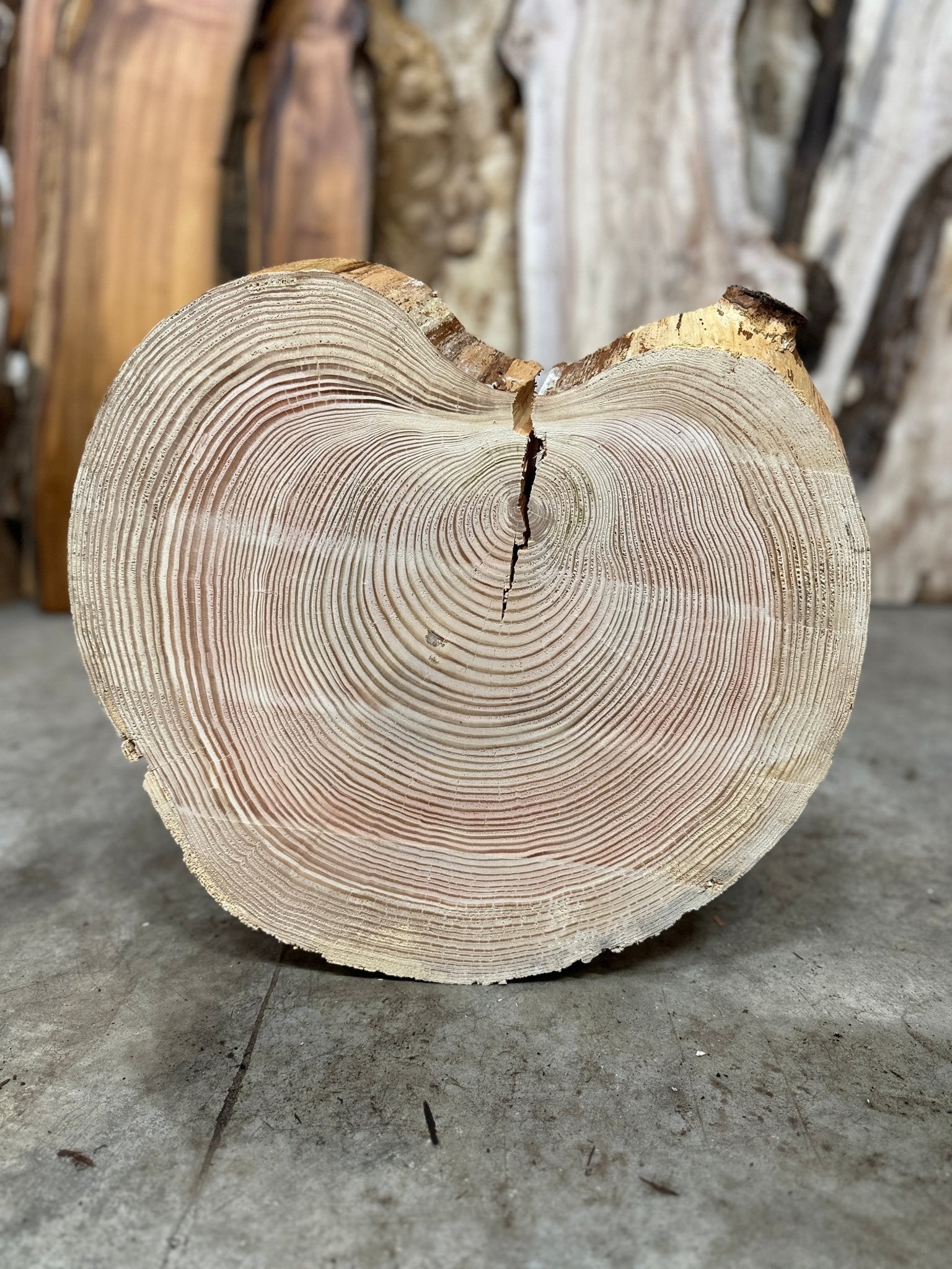 LiveEdge Douglas Fir Cookie | Single | Douglas Fir | Hamilton Lee Supply