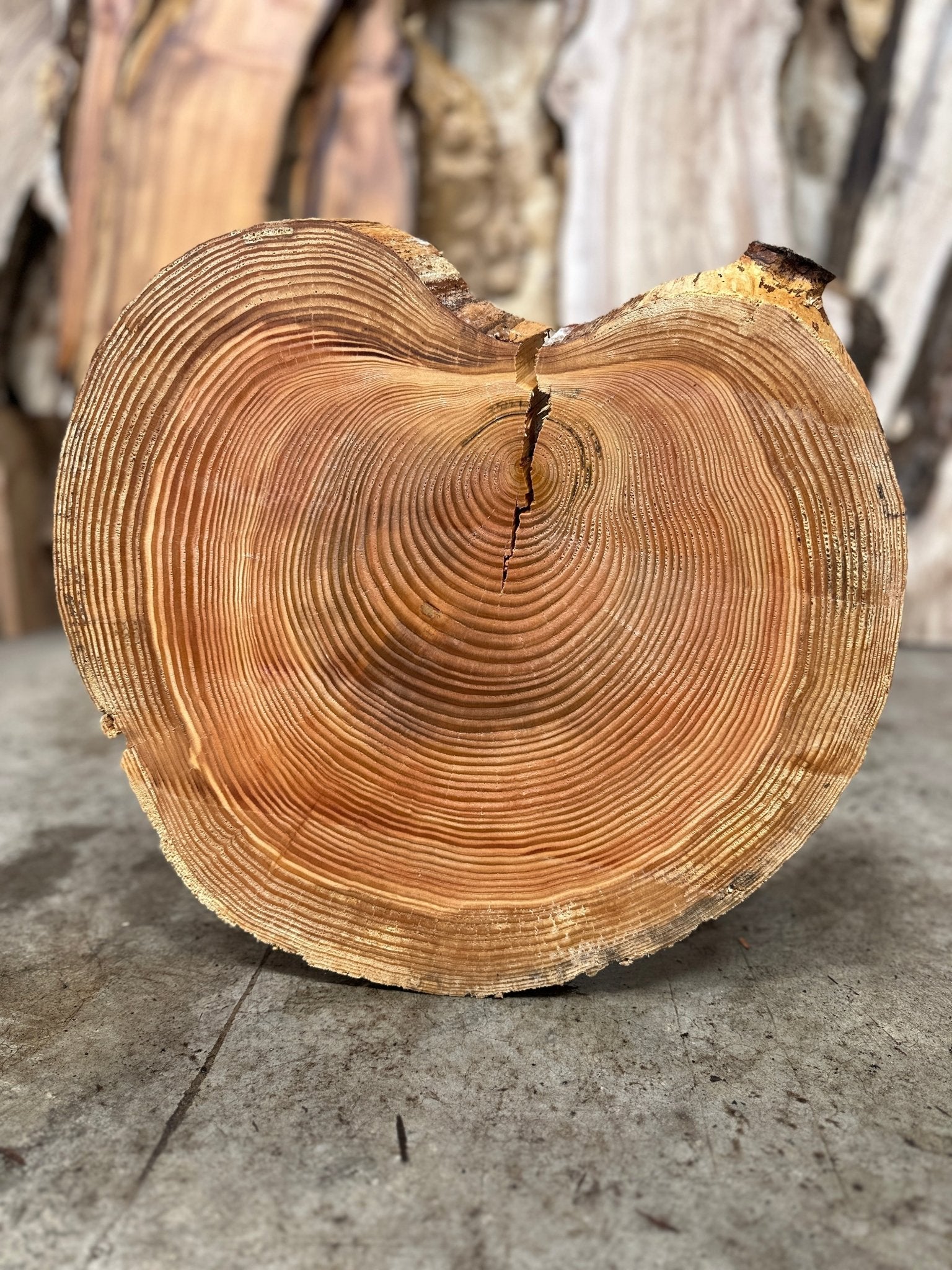 LiveEdge Douglas Fir Cookie | Single | Douglas Fir | Hamilton Lee Supply