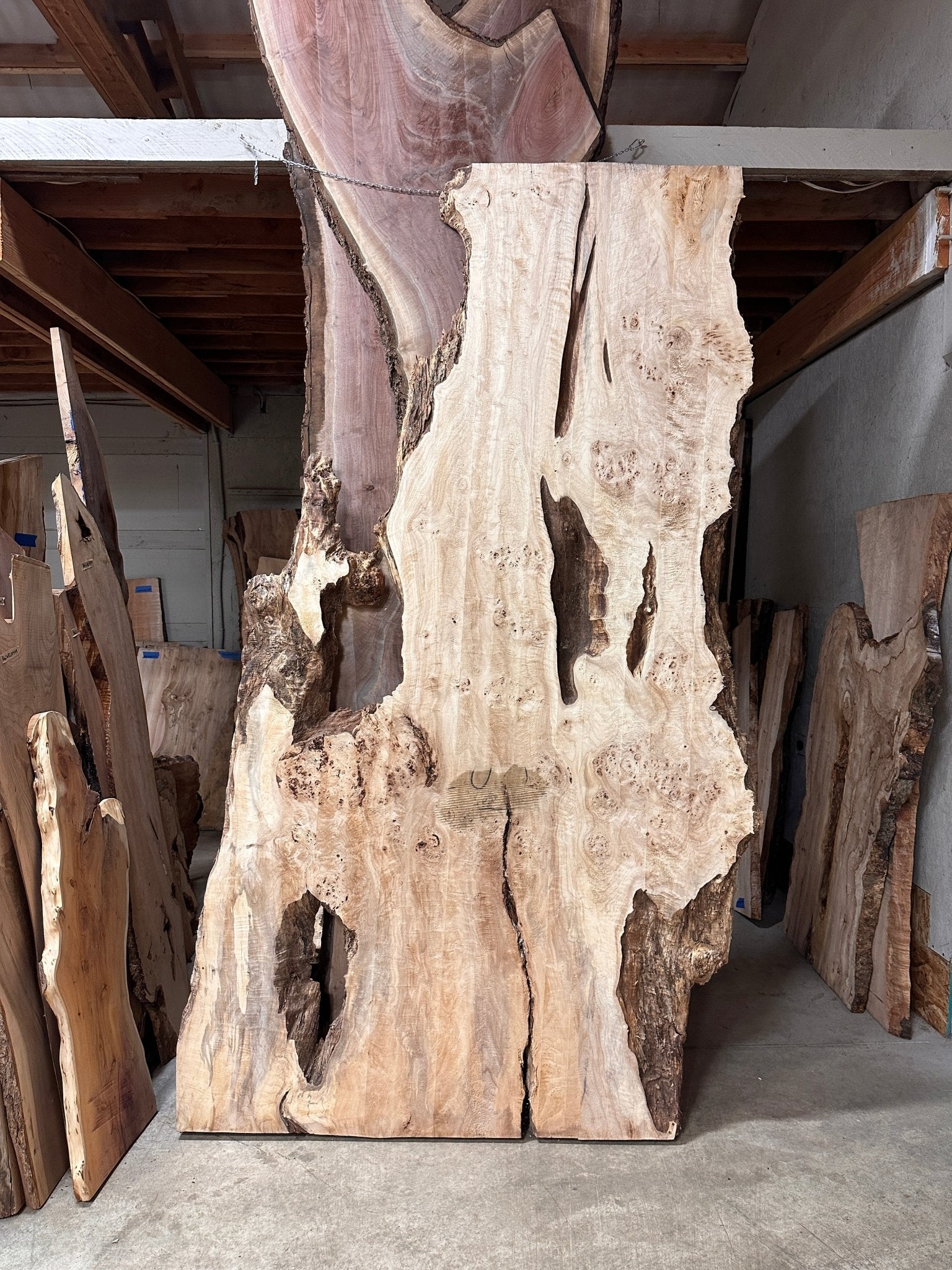 LiveEdge Mappa Burl | Mappa Burl | Hamilton Lee Supply