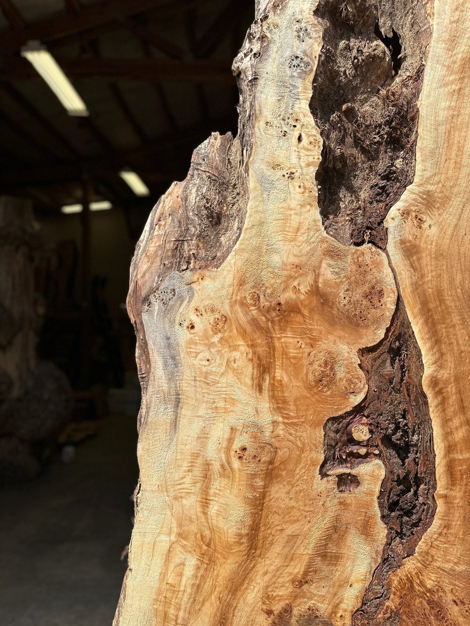 LiveEdge Mappa Burl | Mappa Burl | Hamilton Lee Supply