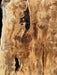 Double Diamond | LiveEdge Mappa Burl | Mappa Burl | Hamilton Lee Supply
