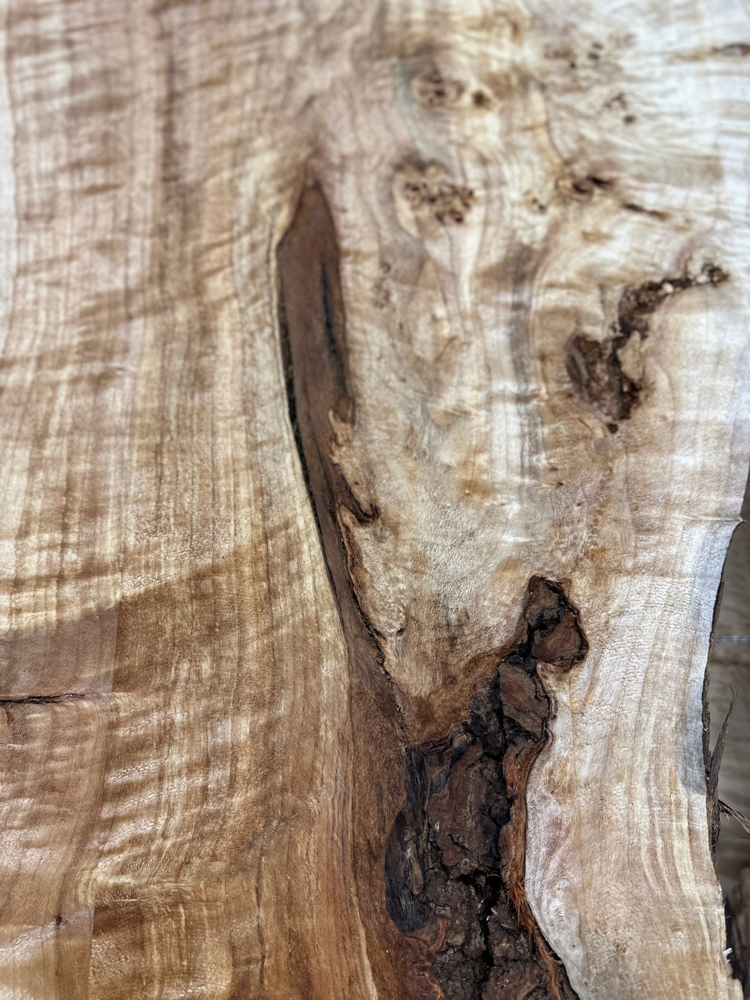 LiveEdge Mappa Burl | Mappa Burl | Hamilton Lee Supply
