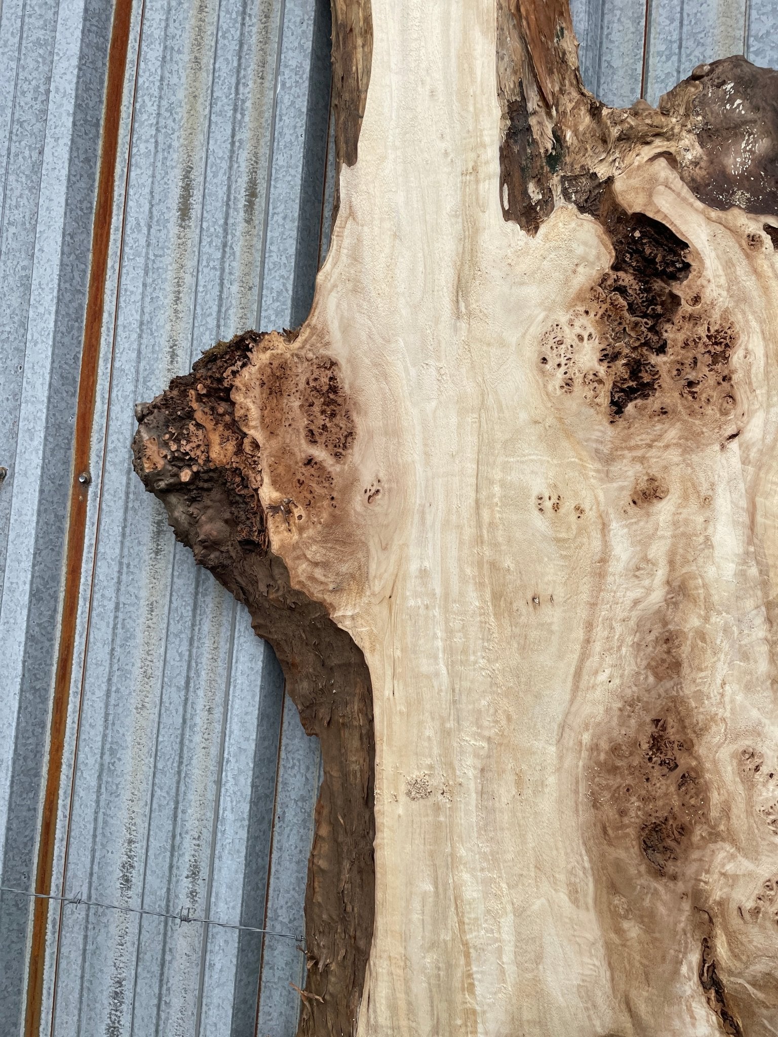 LiveEdge Mappa Burl | Mappa Burl | Hamilton Lee Supply