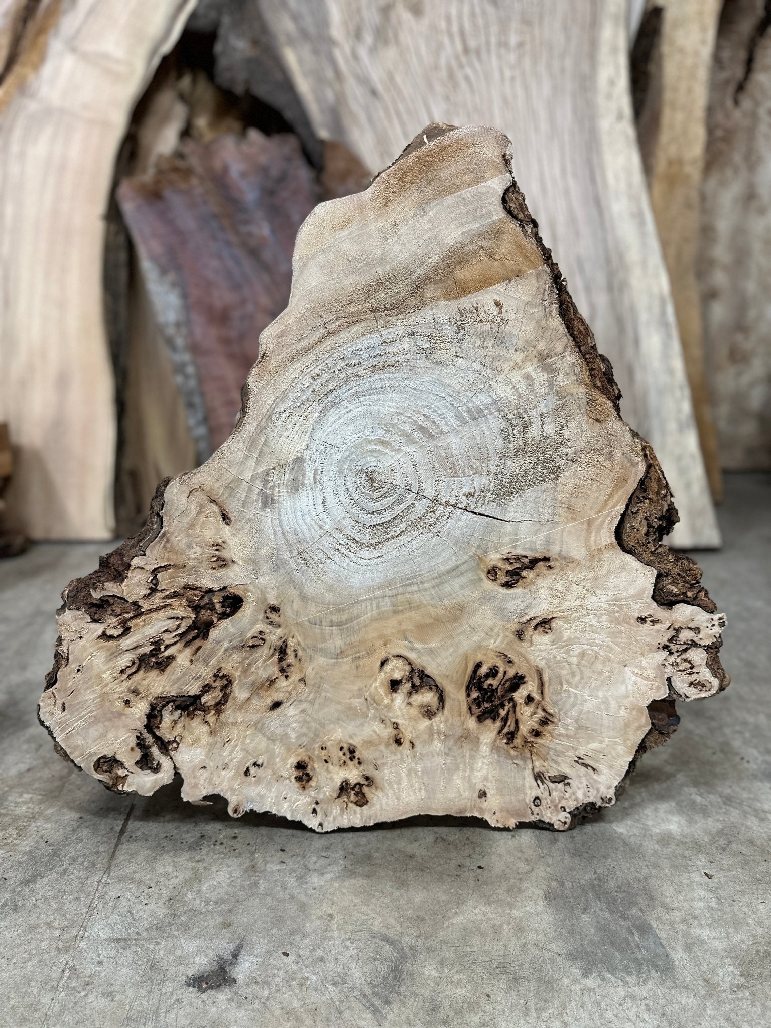 LiveEdge Mappa Burl | Mappa Burl | Hamilton Lee Supply