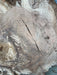 Hamilton Lee Supply | LiveEdge Red Oak Slab | Red Oak | Hamilton Lee Supply