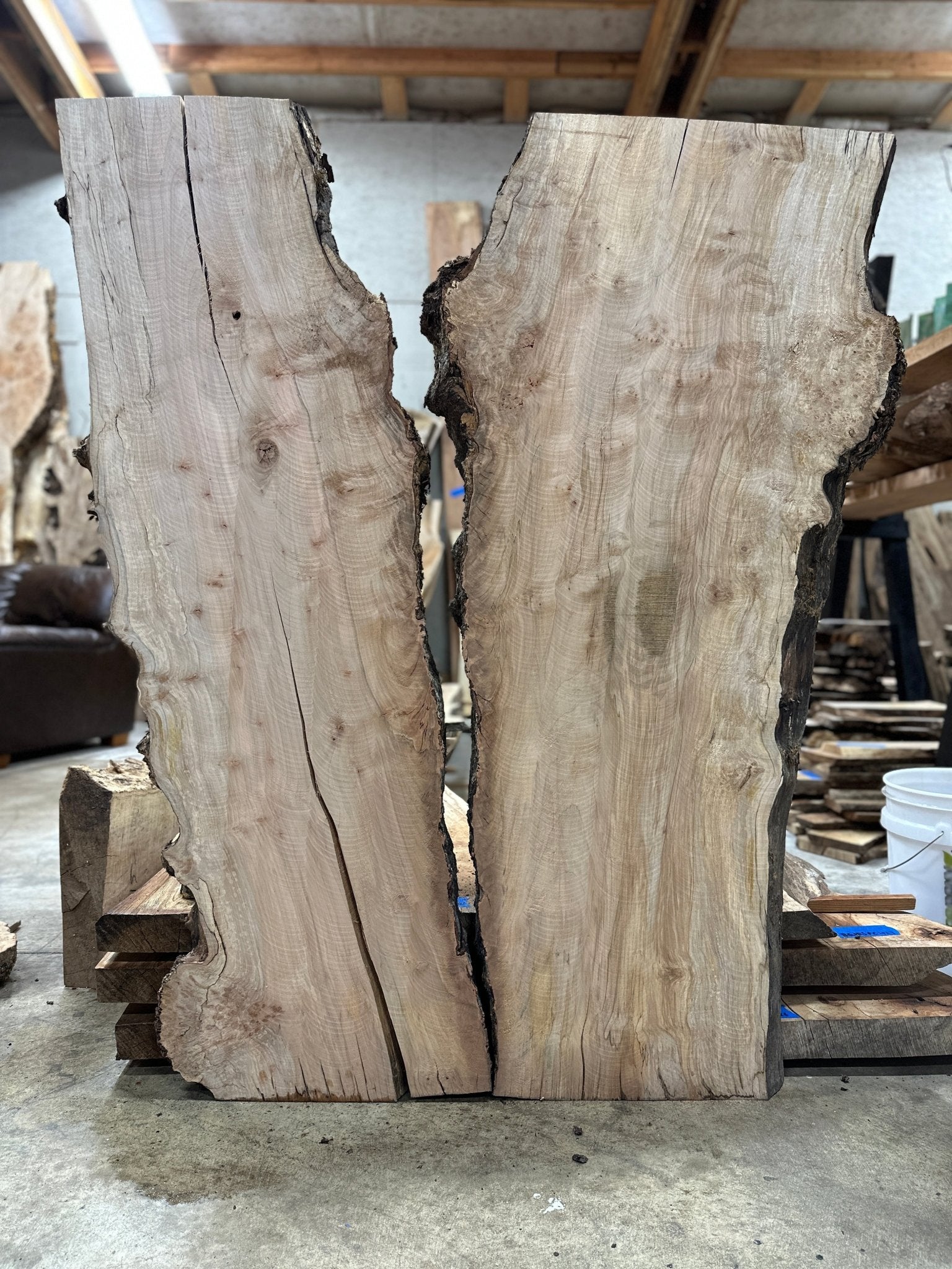 LiveEdge Silver Maple | Silver Maple | Hamilton Lee Supply