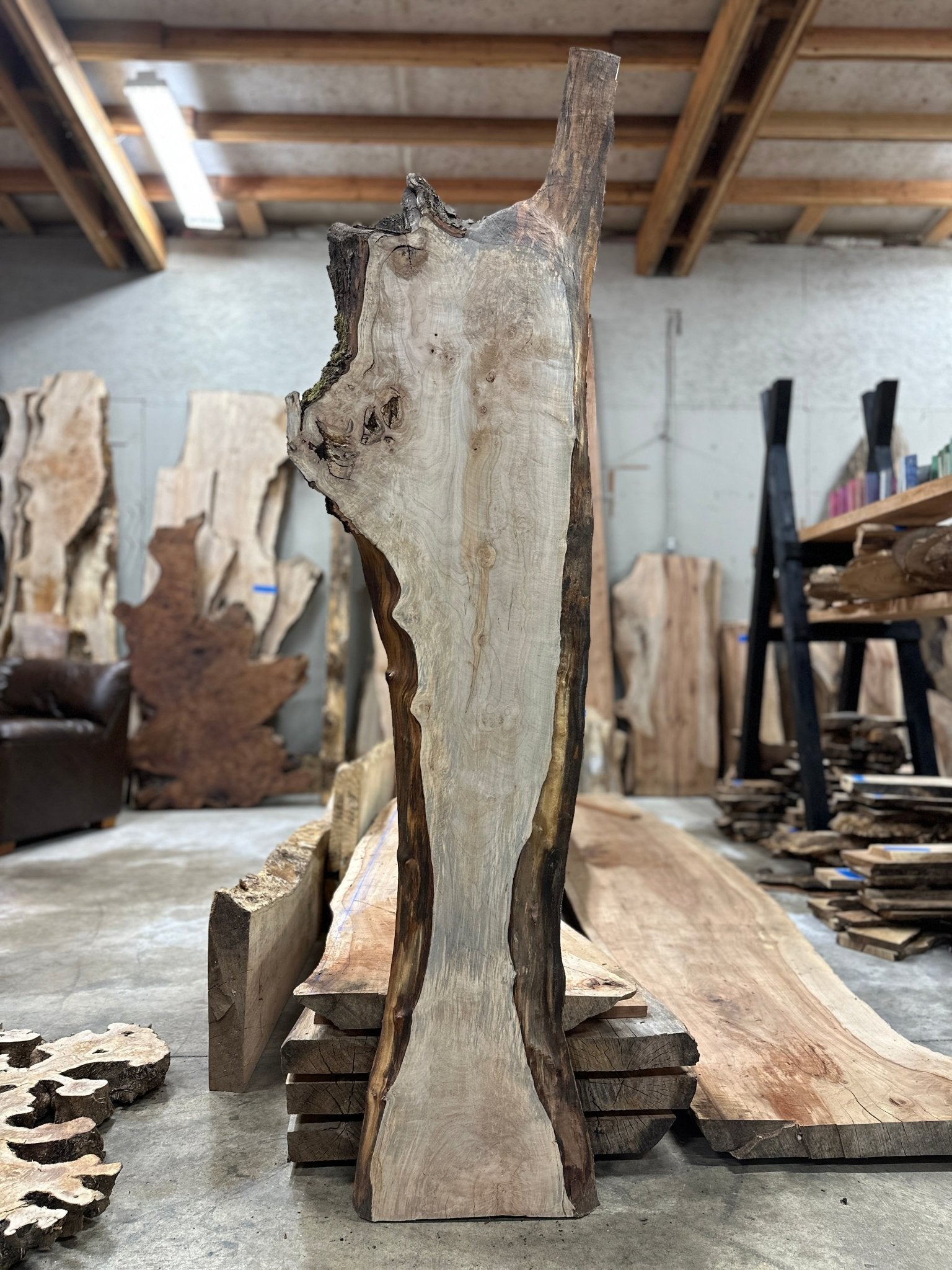 LiveEdge Silver Maple | Silver Maple | Hamilton Lee Supply