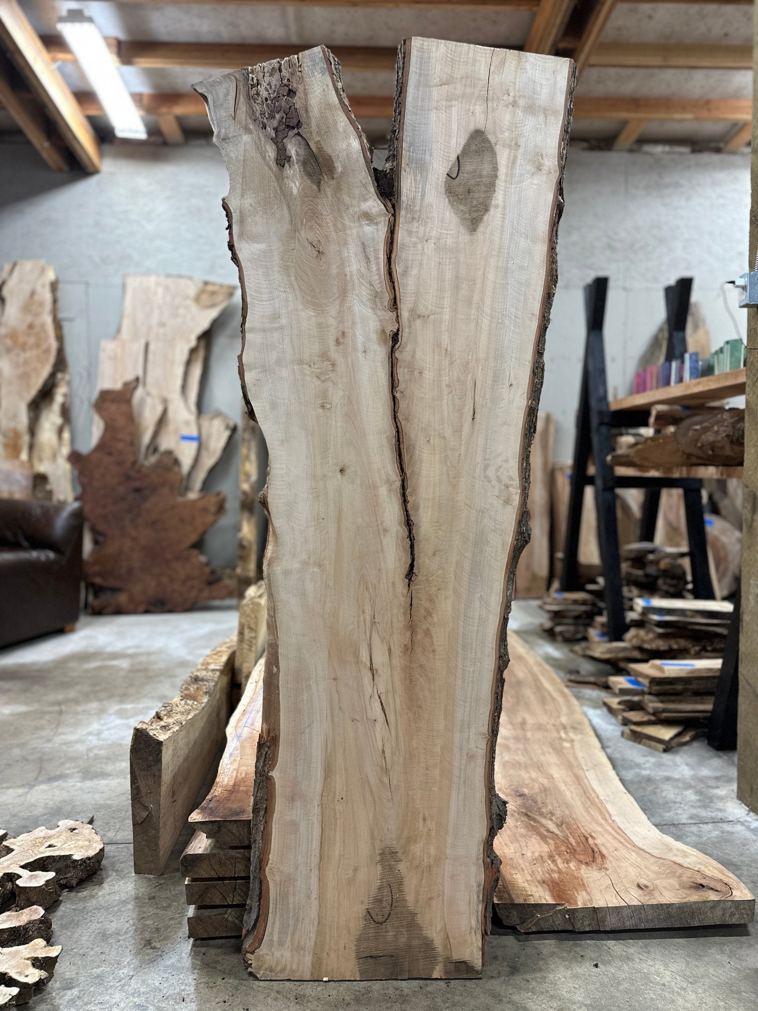 LiveEdge Silver Maple | Silver Maple | Hamilton Lee Supply