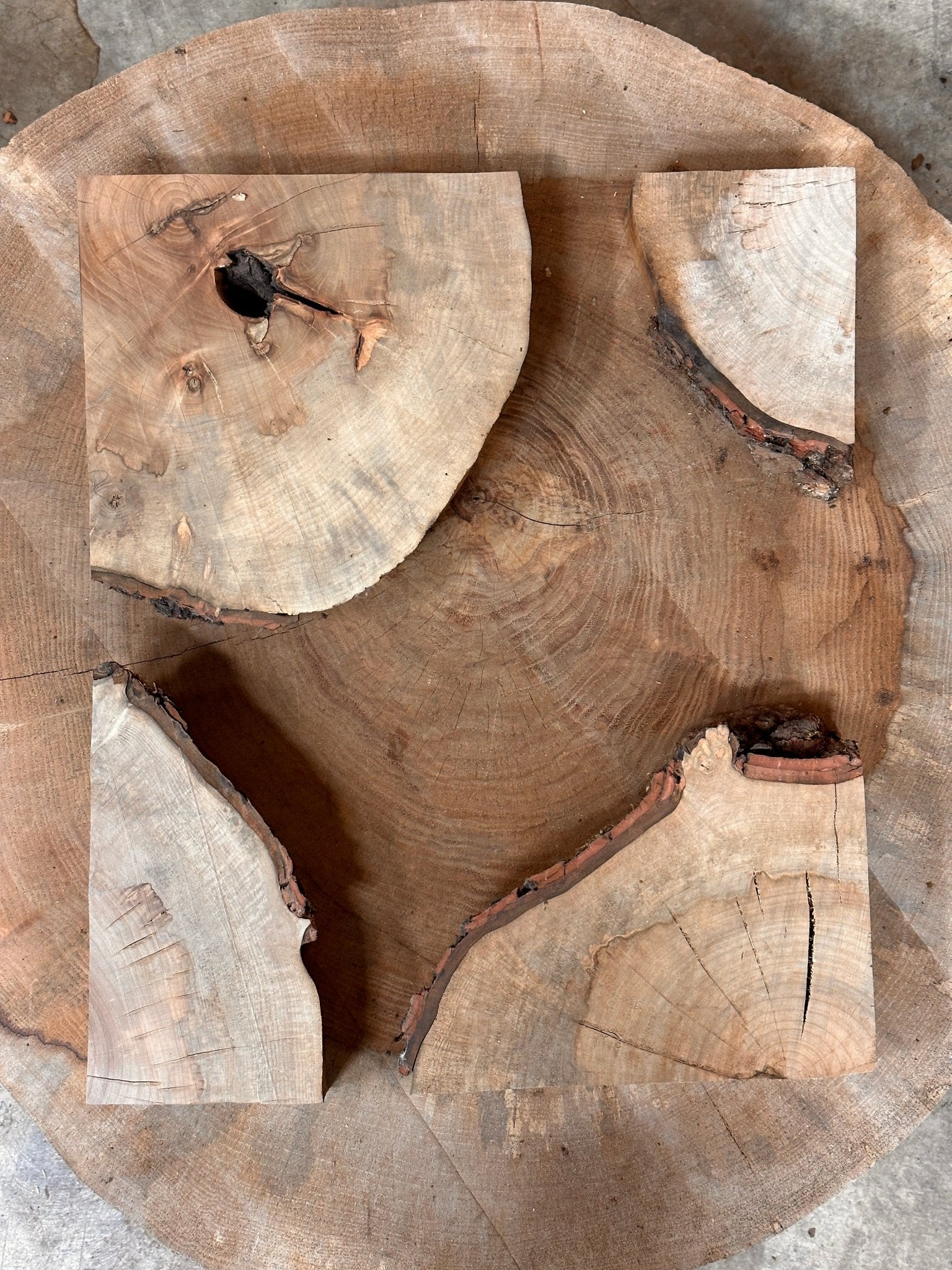 LiveEdge Silver Maple Cookie | Silver Maple | Hamilton Lee Supply