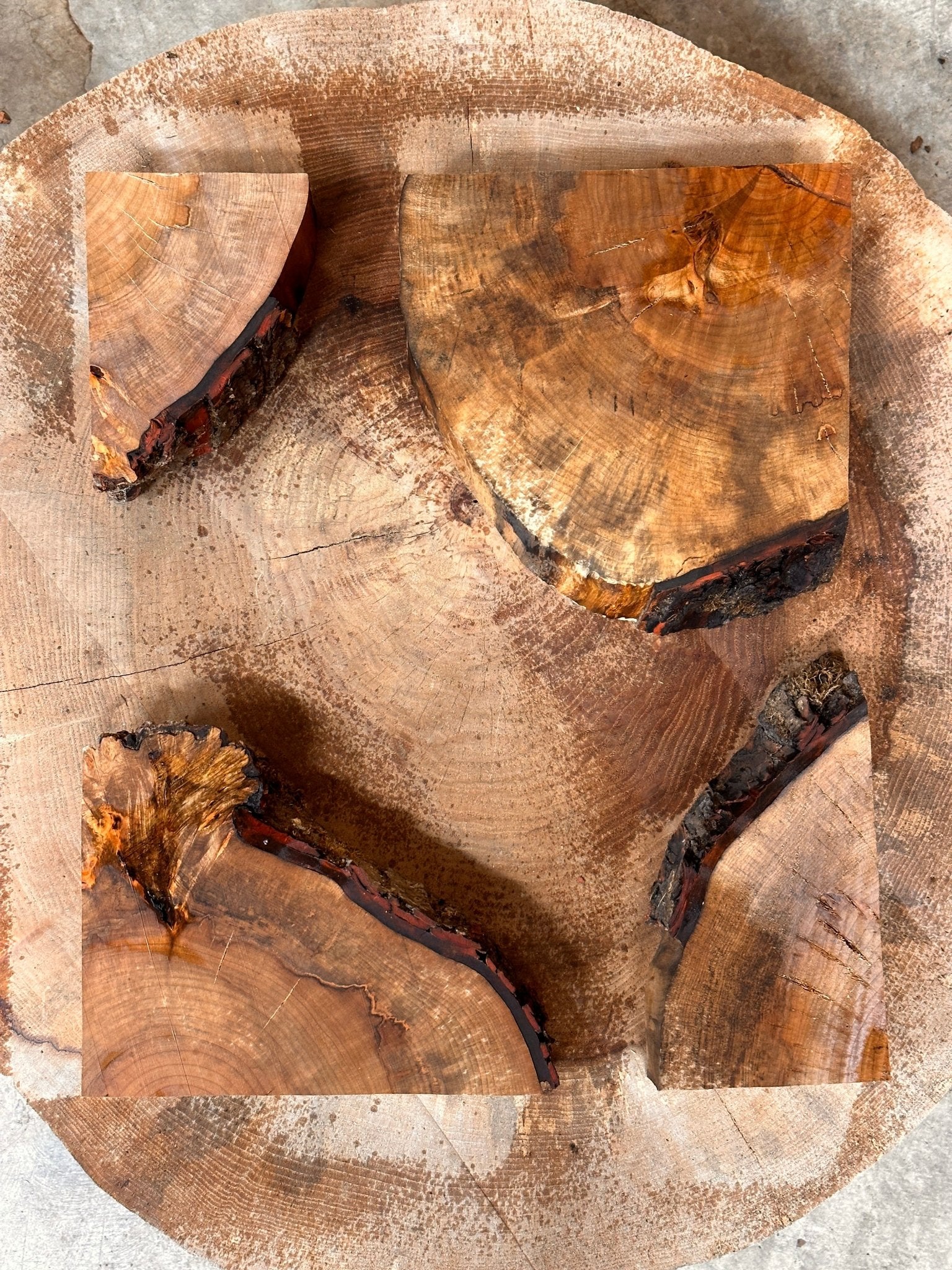 LiveEdge Silver Maple Cookie | Silver Maple | Hamilton Lee Supply
