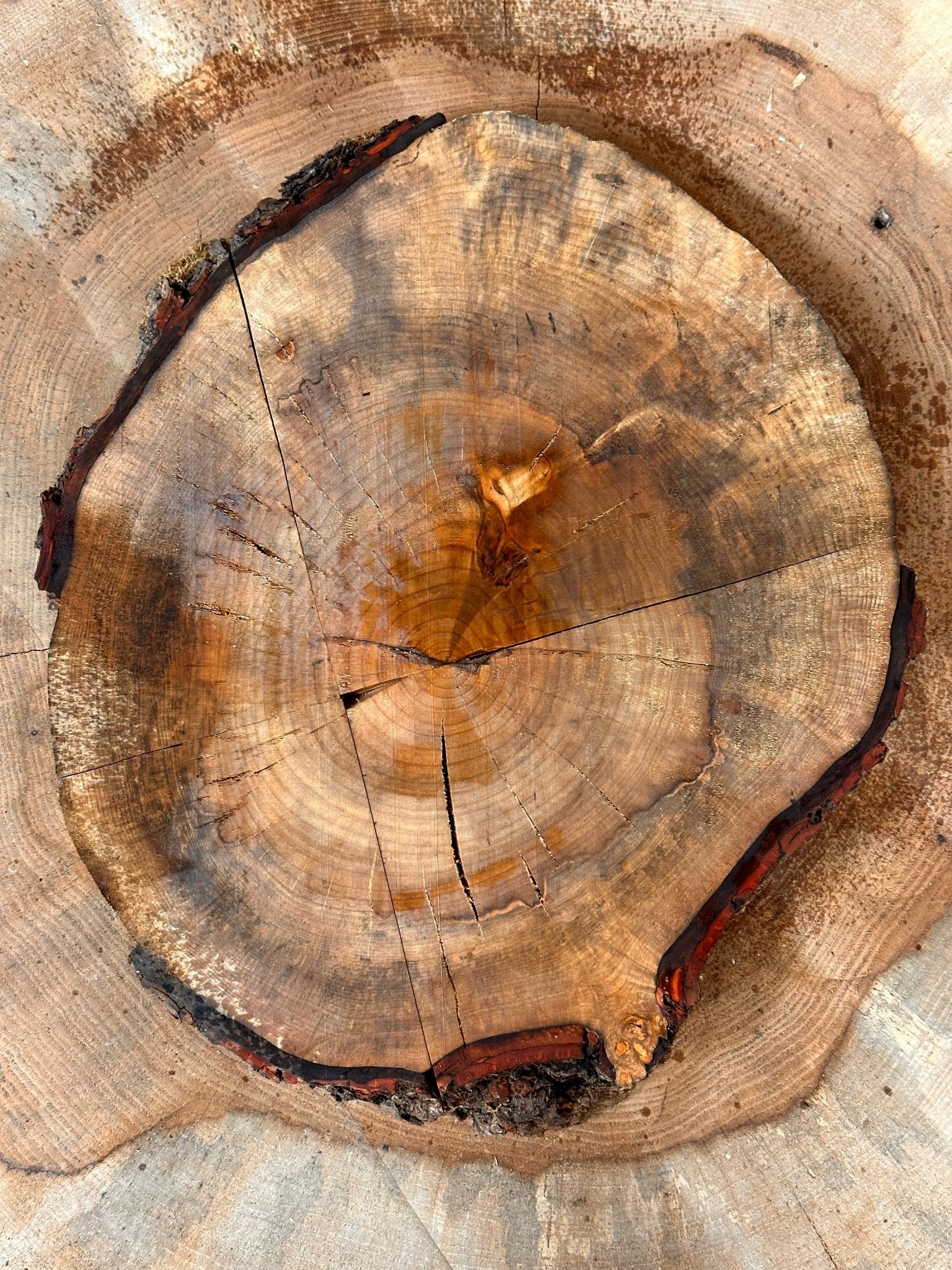 LiveEdge Silver Maple Cookie | Silver Maple | Hamilton Lee Supply