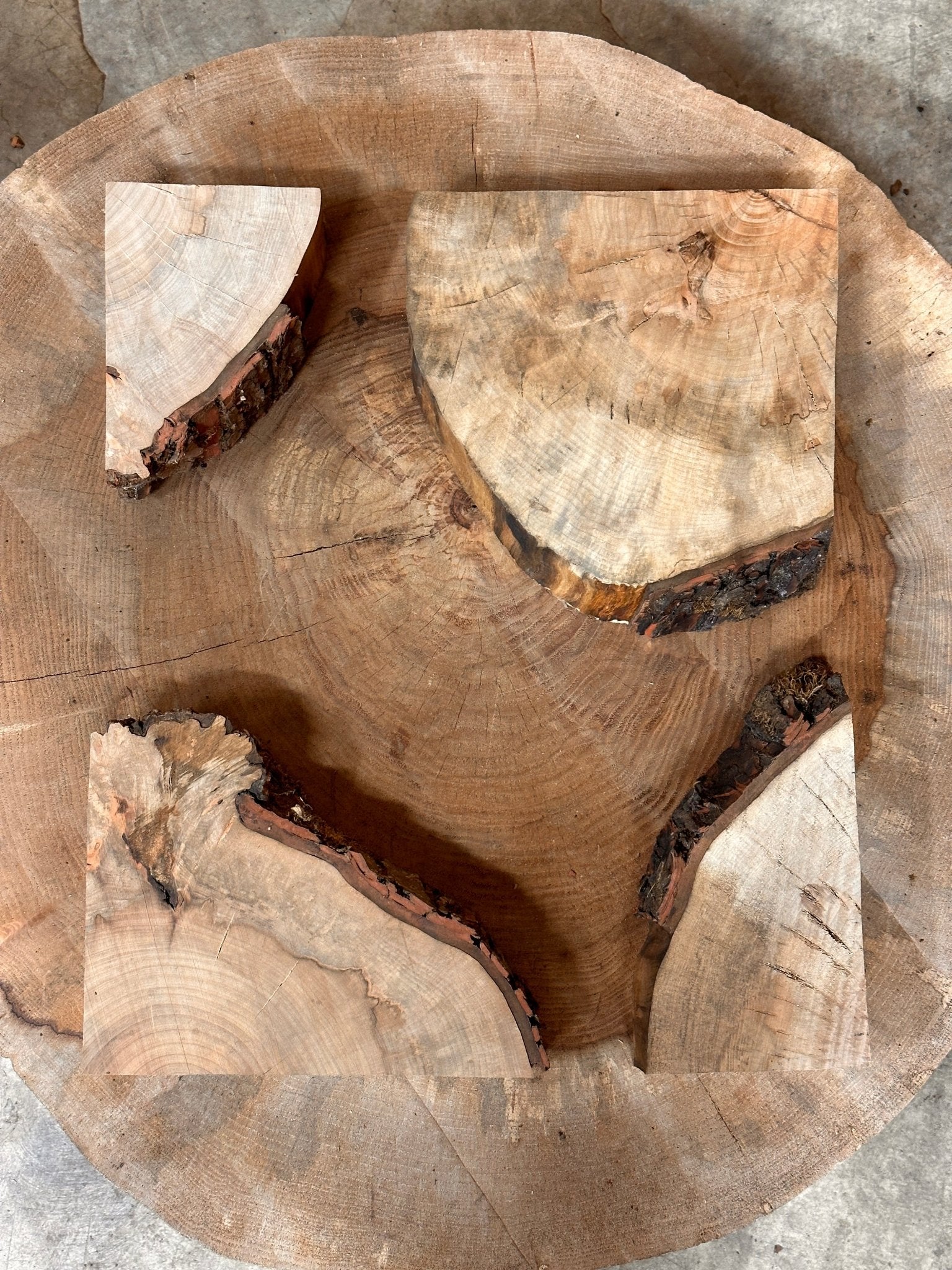 LiveEdge Silver Maple Cookie | Silver Maple | Hamilton Lee Supply