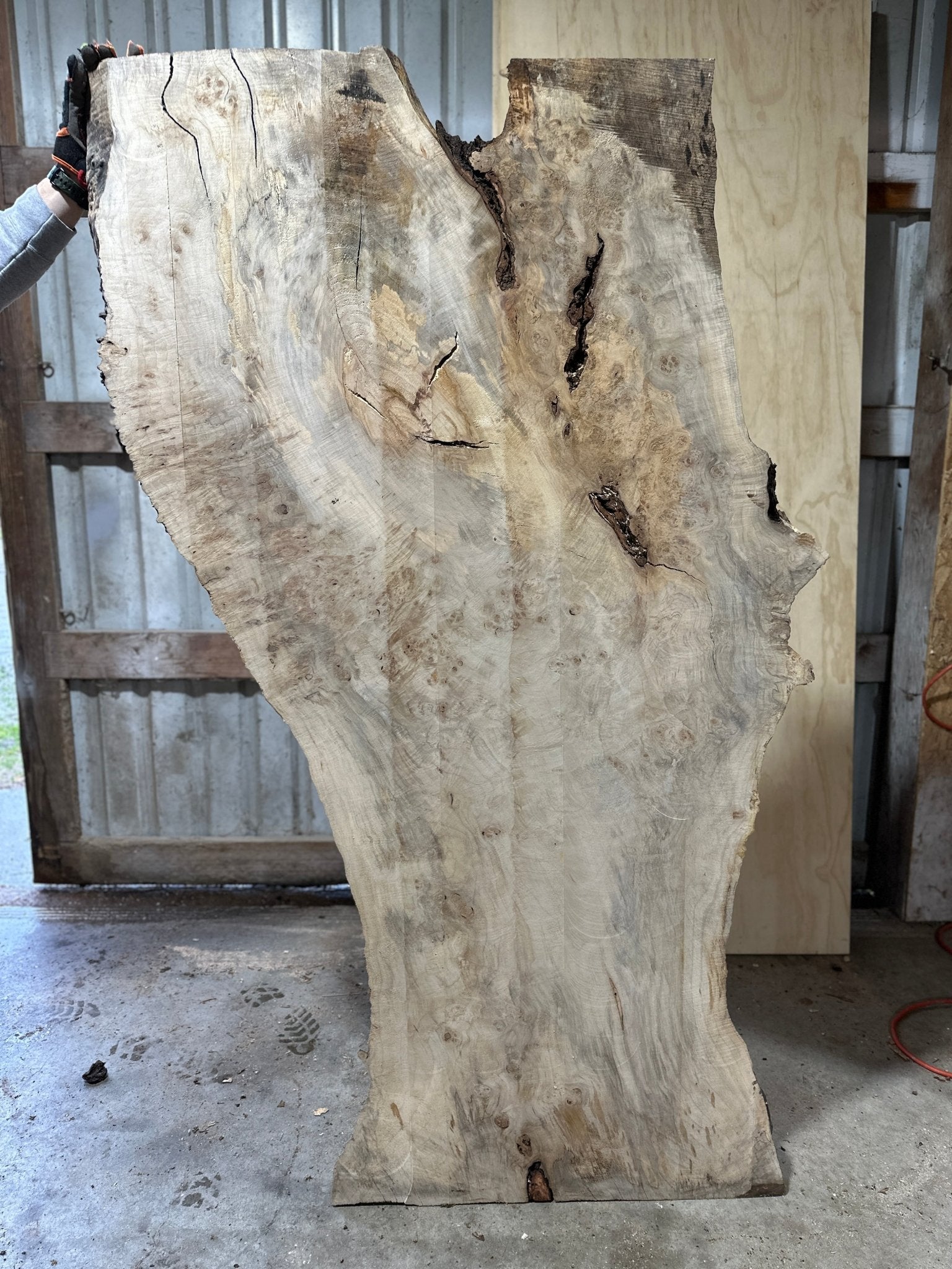 LiveEdge Silver Maple | Silver Maple | Hamilton Lee Supply