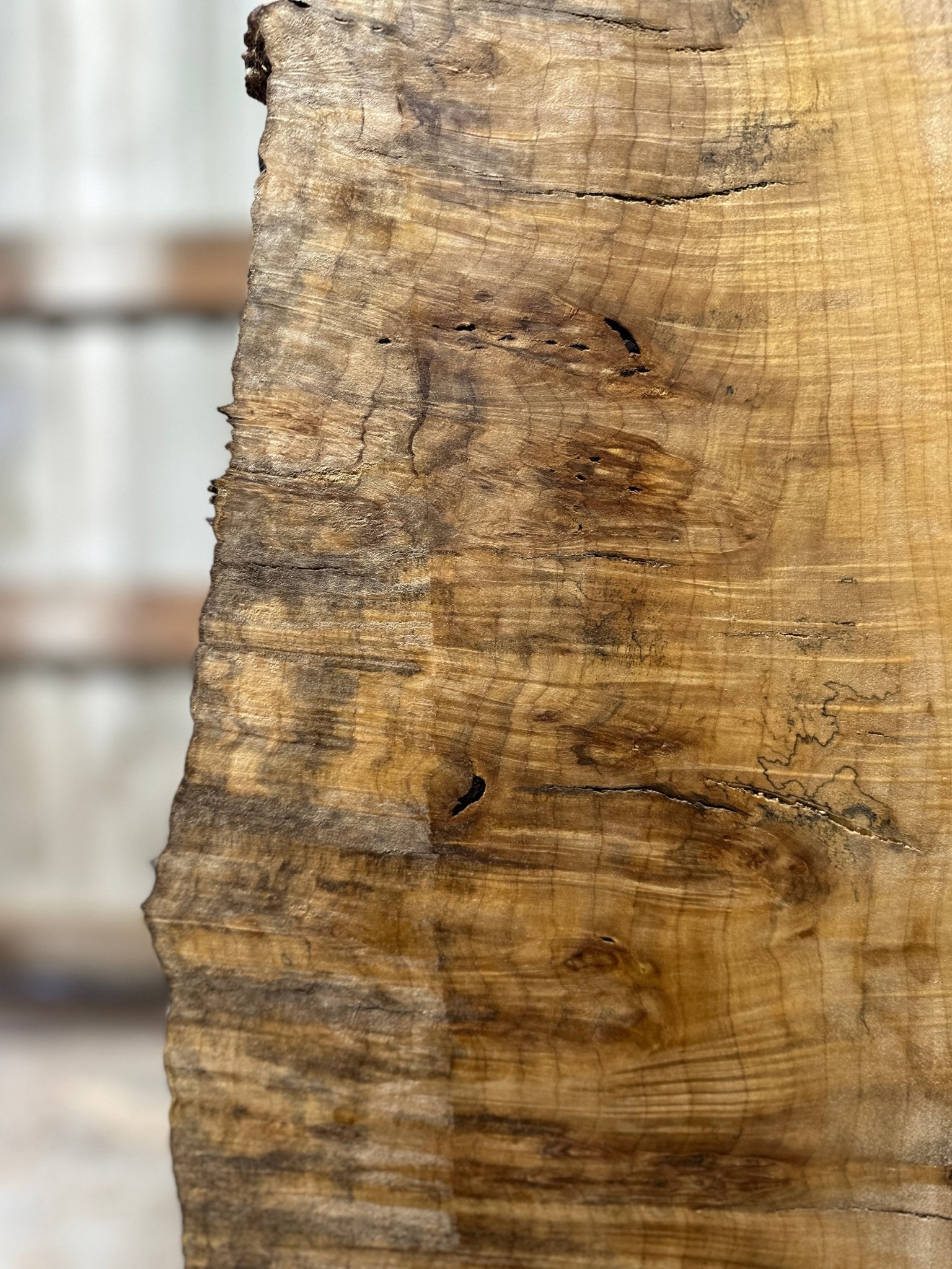 LiveEdge Silver Maple | Silver Maple | Hamilton Lee Supply