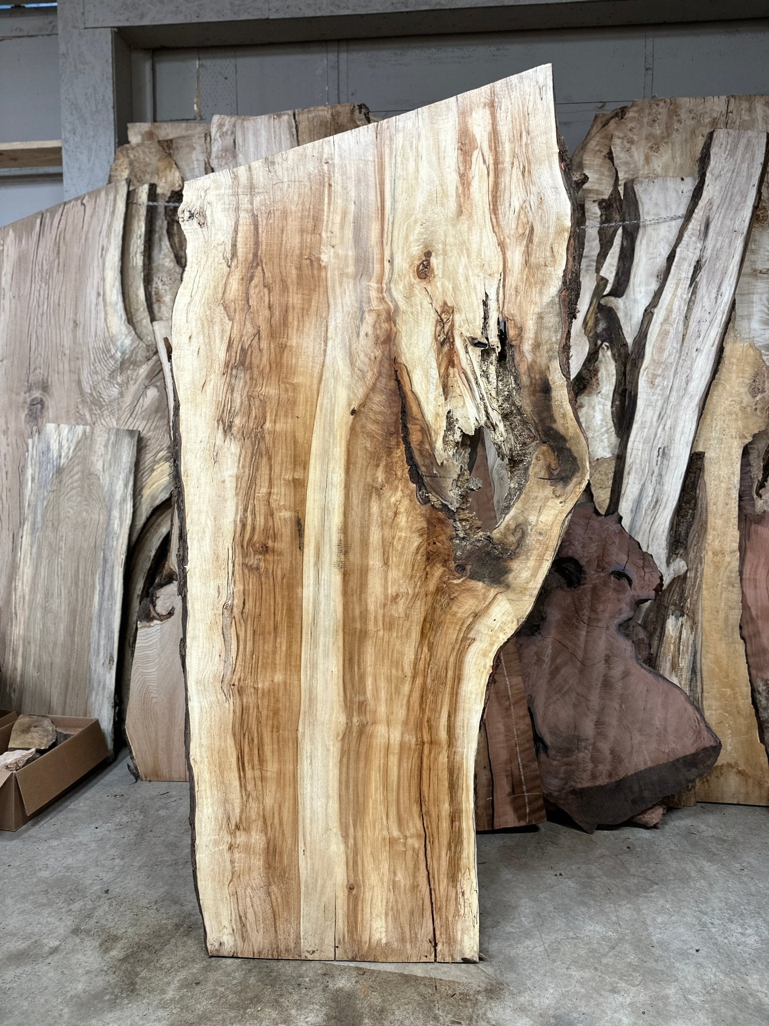 LiveEdge Silver Maple | Silver Maple | Hamilton Lee Supply