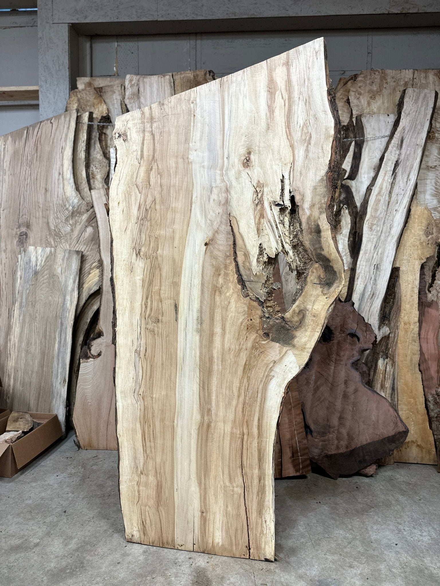 LiveEdge Silver Maple | Silver Maple | Hamilton Lee Supply