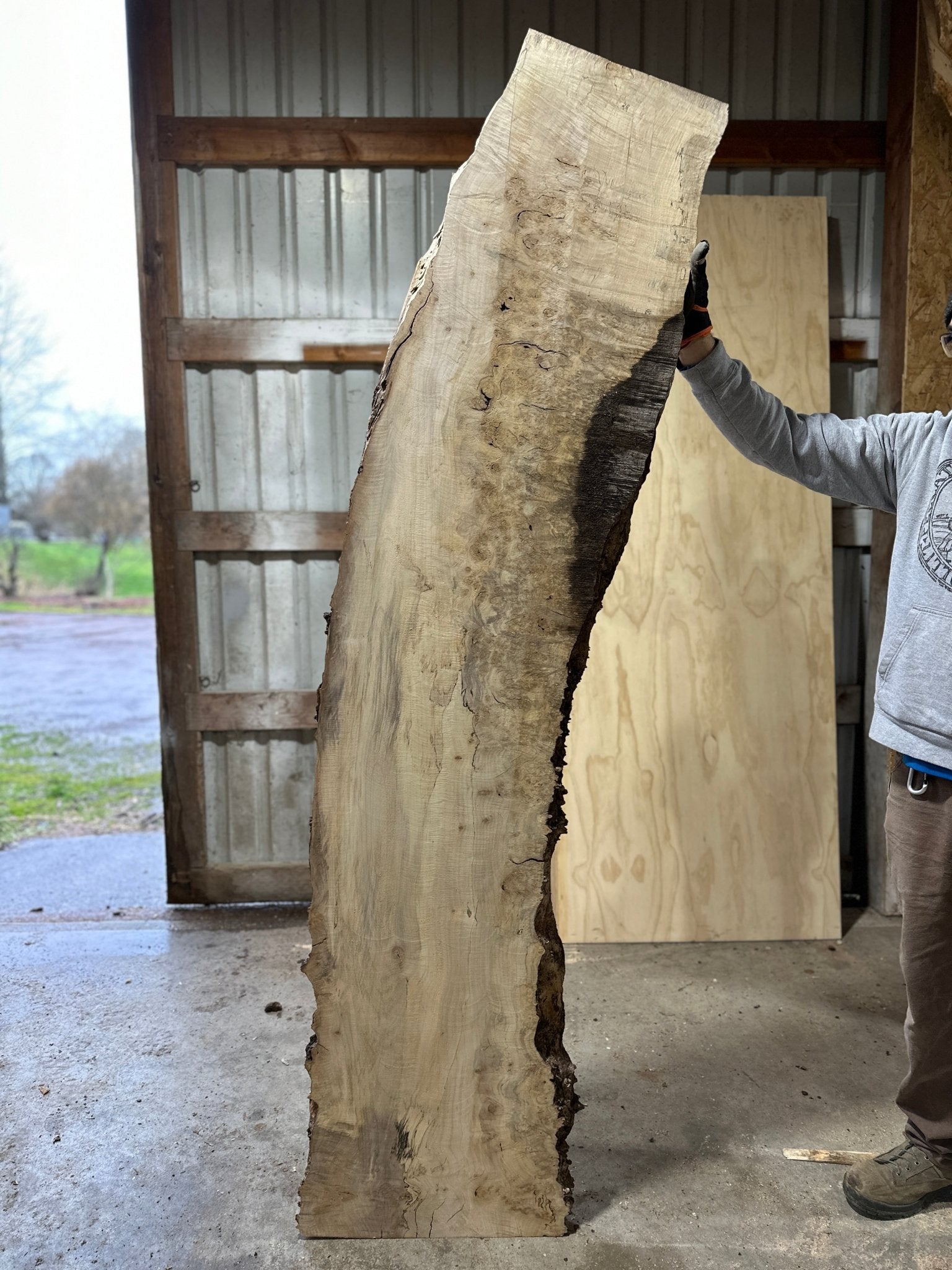 LiveEdge Silver Maple | Silver Maple | Hamilton Lee Supply