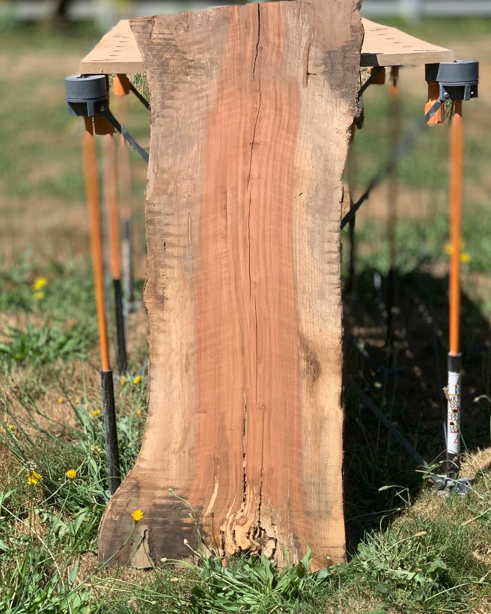 LiveEdge Washington Apple | Craft Wood & Shapes | Hamilton Lee Supply