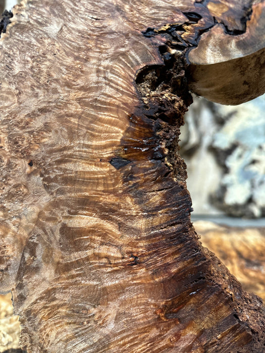 RedFalcon | LiveEdge Big Leaf Maple Burl | Big Leaf Maple | Hamilton Lee Supply