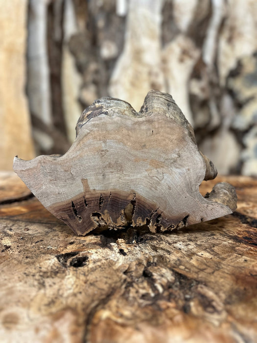 RedFalcon | LiveEdge Big Leaf Maple Burl | Big Leaf Maple | Hamilton Lee Supply