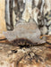 RedFalcon | LiveEdge Big Leaf Maple Burl | Big Leaf Maple | Hamilton Lee Supply